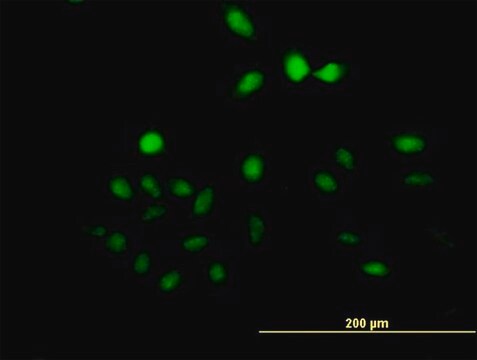 Anti-UTP11L antibody produced in mouse IgG fraction of antiserum, buffered aqueous solution