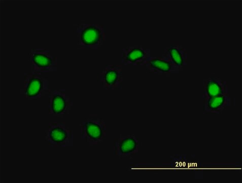 Anti-ZBED1 antibody produced in mouse purified immunoglobulin, buffered aqueous solution