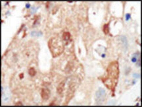 Anti-PI3KR2 (C-term) antibody produced in rabbit IgG fraction of antiserum, buffered aqueous solution