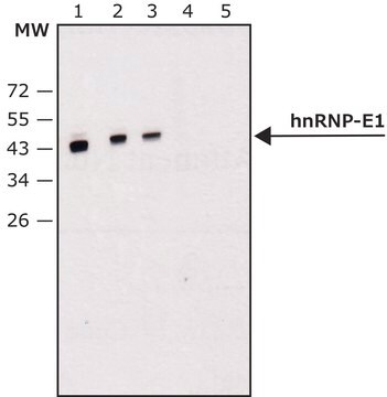 Anti-hnRNP-E1 (C-terminal) antibody produced in rabbit ~1.0&#160;mg/mL, affinity isolated antibody, buffered aqueous solution