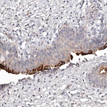 Anti-TNFSF14 antibody produced in rabbit Prestige Antibodies&#174; Powered by Atlas Antibodies, affinity isolated antibody, buffered aqueous glycerol solution, Ab1