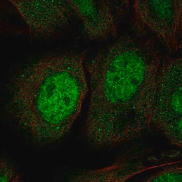 Anti-JPH3 antibody produced in rabbit Prestige Antibodies&#174; Powered by Atlas Antibodies, affinity isolated antibody