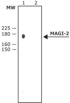 Anti-MAGI-2 antibody produced in rabbit IgG fraction of antiserum, buffered aqueous solution