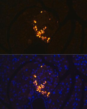 Anti-GLP-2 Antibody, clone 3K3P5, Rabbit Monoclonal