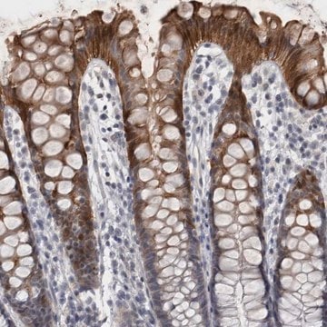 Anti-IFI44 antibody produced in rabbit Prestige Antibodies&#174; Powered by Atlas Antibodies, affinity isolated antibody, buffered aqueous glycerol solution