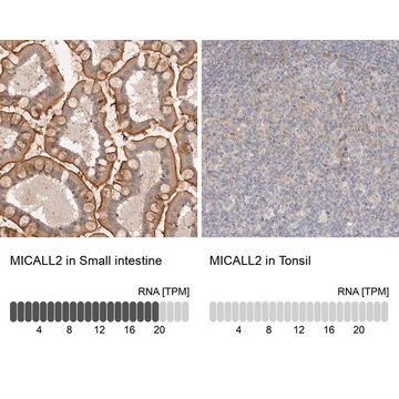 Anti-MICALL2 antibody produced in rabbit Prestige Antibodies&#174; Powered by Atlas Antibodies, affinity isolated antibody, buffered aqueous glycerol solution