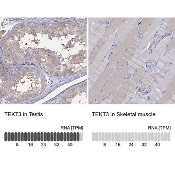 Anti-TEKT3 antibody produced in rabbit Prestige Antibodies&#174; Powered by Atlas Antibodies, affinity isolated antibody, buffered aqueous glycerol solution