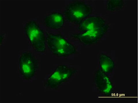 Anti-ACBD3 antibody produced in mouse purified immunoglobulin, buffered aqueous solution