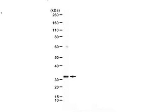 Anti-Chromatin-Modifying Protein 6 from rabbit