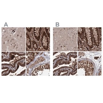 Anti-RPAP3 antibody produced in rabbit Prestige Antibodies&#174; Powered by Atlas Antibodies, affinity isolated antibody, buffered aqueous glycerol solution