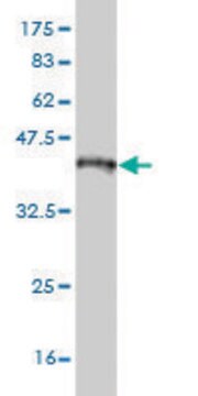 Monoclonal Anti-NEK2 antibody produced in mouse clone 1C8, purified immunoglobulin, buffered aqueous solution