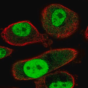 Anti-TMEM184A antibody produced in rabbit Prestige Antibodies&#174; Powered by Atlas Antibodies, affinity isolated antibody