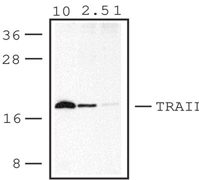 Anti-TRAIL antibody produced in rabbit IgG fraction of antiserum, buffered aqueous solution