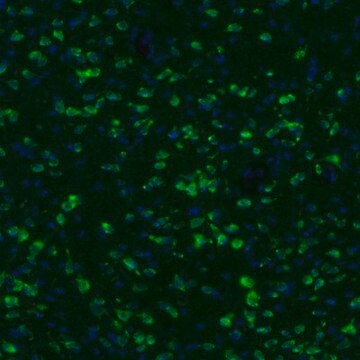 Anti-GKAP1 antibody produced in rabbit Prestige Antibodies&#174; Powered by Atlas Antibodies, affinity isolated antibody, buffered aqueous glycerol solution