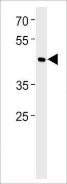 ANTI-BHLH3(N-TERMINAL) antibody produced in rabbit affinity isolated antibody, buffered aqueous solution