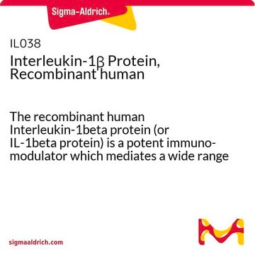 Interleukine-1&#946;, protéine recombinante humaine The recombinant human Interleukin-1beta protein (or IL-1beta protein) is a potent immuno-modulator which mediates a wide range of immune &amp; inflammatory responses including the activation of B &amp; T-cells.