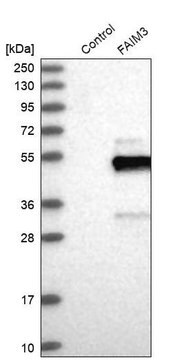 Anti-FCMR antibody produced in rabbit Prestige Antibodies&#174; Powered by Atlas Antibodies, affinity isolated antibody, buffered aqueous glycerol solution