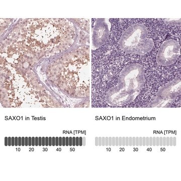 Anti-SAXO1 antibody produced in rabbit Prestige Antibodies&#174; Powered by Atlas Antibodies, affinity isolated antibody, buffered aqueous glycerol solution