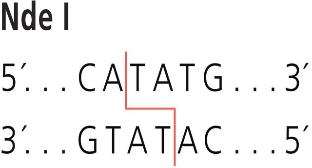 Nde I from Neisseria denitrificans Restriction Enzyme