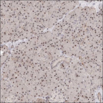 Anti-BAP1 antibody produced in rabbit Prestige Antibodies&#174; Powered by Atlas Antibodies, affinity isolated antibody, buffered aqueous glycerol solution