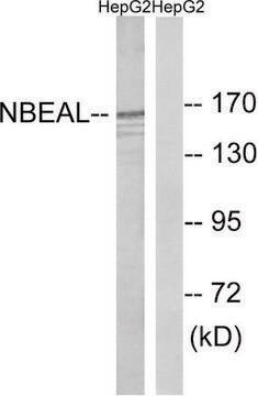 Anti-NBEAL1 antibody produced in rabbit affinity isolated antibody