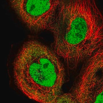 Anti-IRF2 antibody produced in rabbit Prestige Antibodies&#174; Powered by Atlas Antibodies, affinity isolated antibody