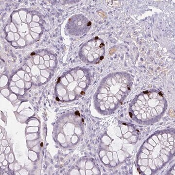 Anti-OR6C6 antibody produced in rabbit Prestige Antibodies&#174; Powered by Atlas Antibodies, affinity isolated antibody, buffered aqueous glycerol solution