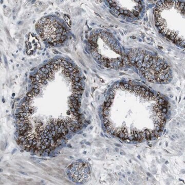 Anti-TMEM141 antibody produced in rabbit Prestige Antibodies&#174; Powered by Atlas Antibodies, affinity isolated antibody, buffered aqueous glycerol solution