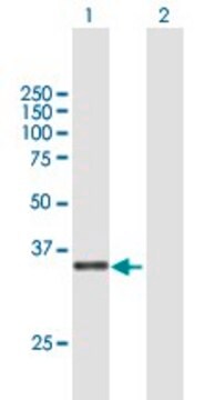 Anti-C3ORF38 antibody produced in mouse purified immunoglobulin, buffered aqueous solution