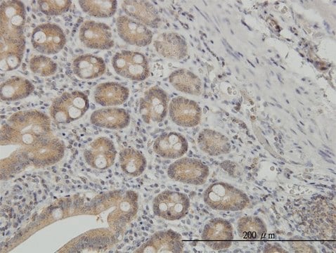 Monoclonal Anti-NMI, (N-terminal) antibody produced in mouse clone 9B8, purified immunoglobulin, buffered aqueous solution