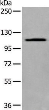 Anti-XYLT1 affinity isolated antibody