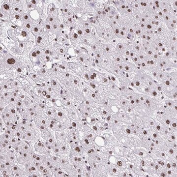 Anti-NRBF2 antibody produced in rabbit Prestige Antibodies&#174; Powered by Atlas Antibodies, affinity isolated antibody, buffered aqueous glycerol solution