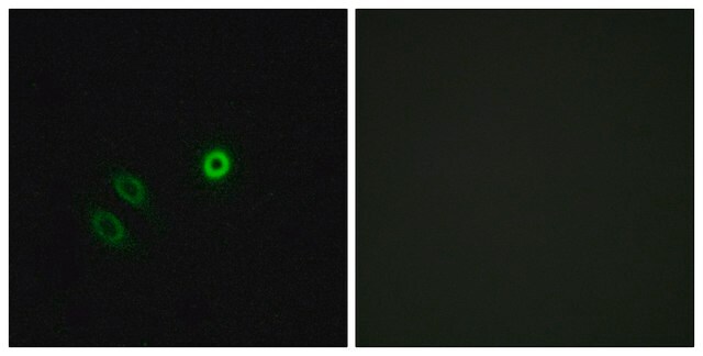 Anti-OR4X1 antibody produced in rabbit affinity isolated antibody