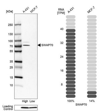 Anti-SWAP70 antibody produced in rabbit Prestige Antibodies&#174; Powered by Atlas Antibodies, affinity isolated antibody, buffered aqueous glycerol solution