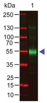 Anti-Monkey IgG (&#947;-chain specific) antibody produced in goat affinity isolated antibody, buffered aqueous solution