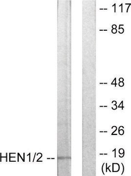 Anti-HEN1 antibody produced in rabbit affinity isolated antibody