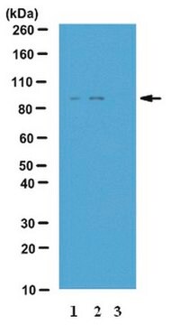 Anticuerpo anti-fosfo-IKK-epsilon (Ser172) from rabbit, purified by affinity chromatography