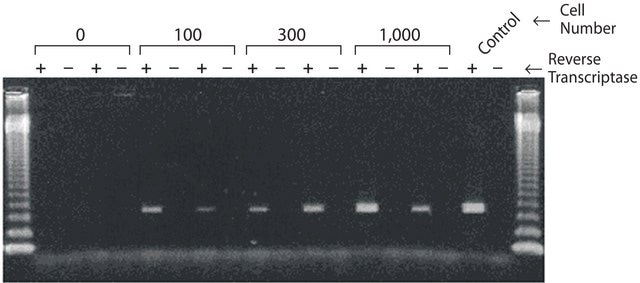 GenElute&#8482; Mammalian Total RNA Miniprep Kit sufficient for 10&#160;purifications