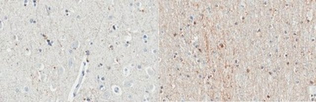 Anti-Del-1 Antibody, clone D345 clone D345, from mouse