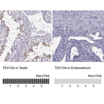 Anti-TEX13A Prestige Antibodies&#174; Powered by Atlas Antibodies, affinity isolated antibody