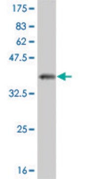 ANTI-PRKCI antibody produced in mouse clone 1C10, purified immunoglobulin, buffered aqueous solution