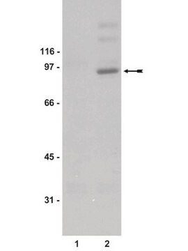 Anti-phospho-STAT1 (Tyr701) Antibody Upstate&#174;, from rabbit