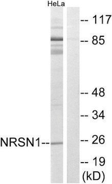 Anti-NRSN1 antibody produced in rabbit affinity isolated antibody