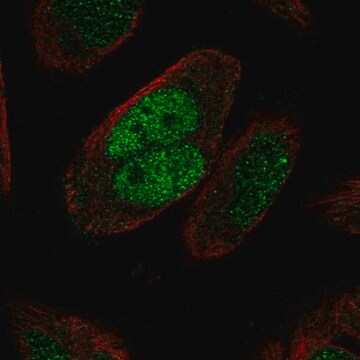 Anti-MSH2 antibody produced in rabbit Prestige Antibodies&#174; Powered by Atlas Antibodies, affinity isolated antibody