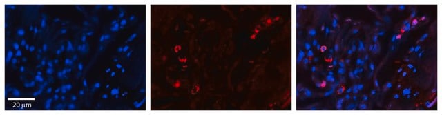 Anti-SELENBP1 affinity isolated antibody