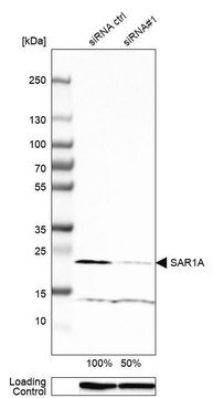 Anti-SAR1A antibody produced in rabbit Prestige Antibodies&#174; Powered by Atlas Antibodies, affinity isolated antibody, buffered aqueous glycerol solution