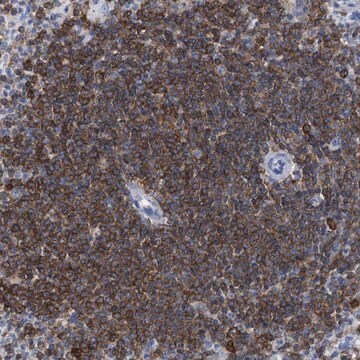 Anti-HCLS1 antibody produced in rabbit Prestige Antibodies&#174; Powered by Atlas Antibodies, affinity isolated antibody, buffered aqueous glycerol solution