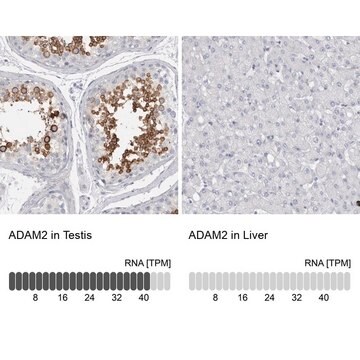 Anti-ADAM2 antibody produced in rabbit Prestige Antibodies&#174; Powered by Atlas Antibodies, affinity isolated antibody, buffered aqueous glycerol solution, Ab1