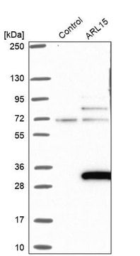 Anti-ARL15 antibody produced in rabbit Prestige Antibodies&#174; Powered by Atlas Antibodies, affinity isolated antibody, buffered aqueous glycerol solution