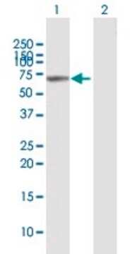 Anti-VANGL1 antibody produced in mouse purified immunoglobulin, buffered aqueous solution